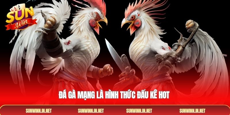 Đá gà mạng là hình thức đấu kê hot